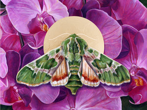 "Inhale" Pacific Green Sphinx Moth Orchid Art Print