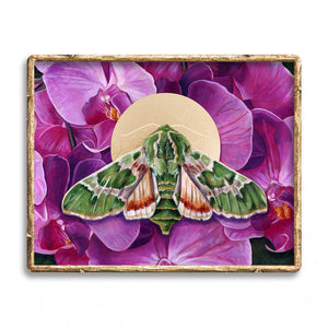 pacific green sphinx moth orchid art print