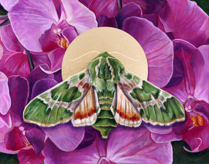 pacific green sphinx moth orchid art print