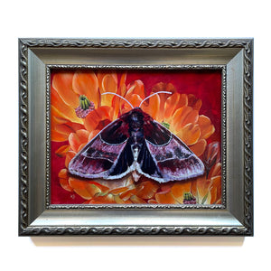 'Passion' arcigera flower moth orange cactus flower painting in silver frame