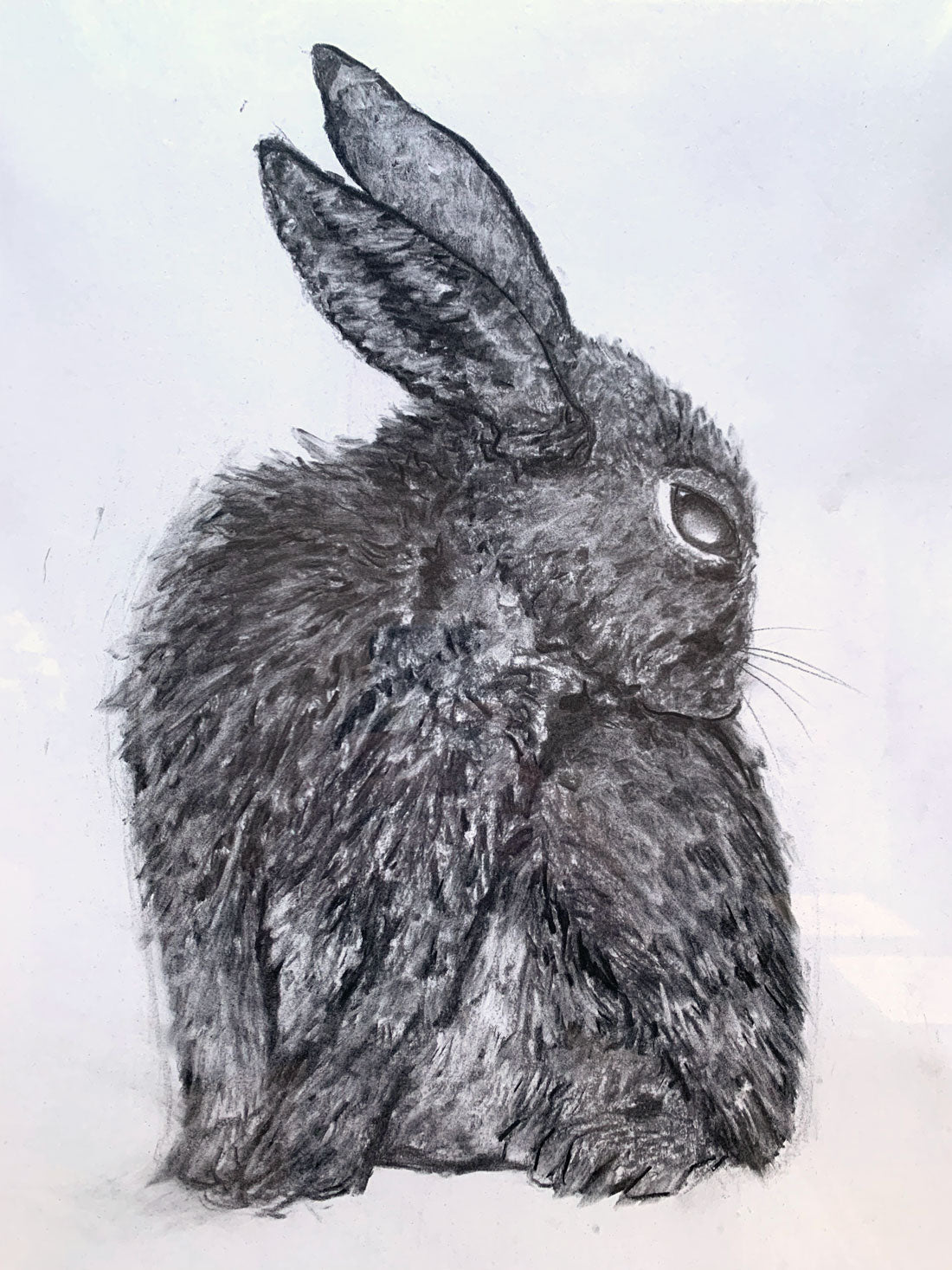Say Cheese Rabbit - Coloured pencil drawing of a Lop Eared Bunny with it's  Tongue out by Deidre Wicks