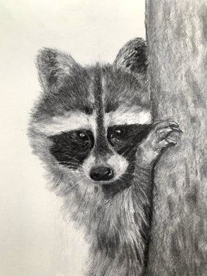 raccoon charcoal drawing 