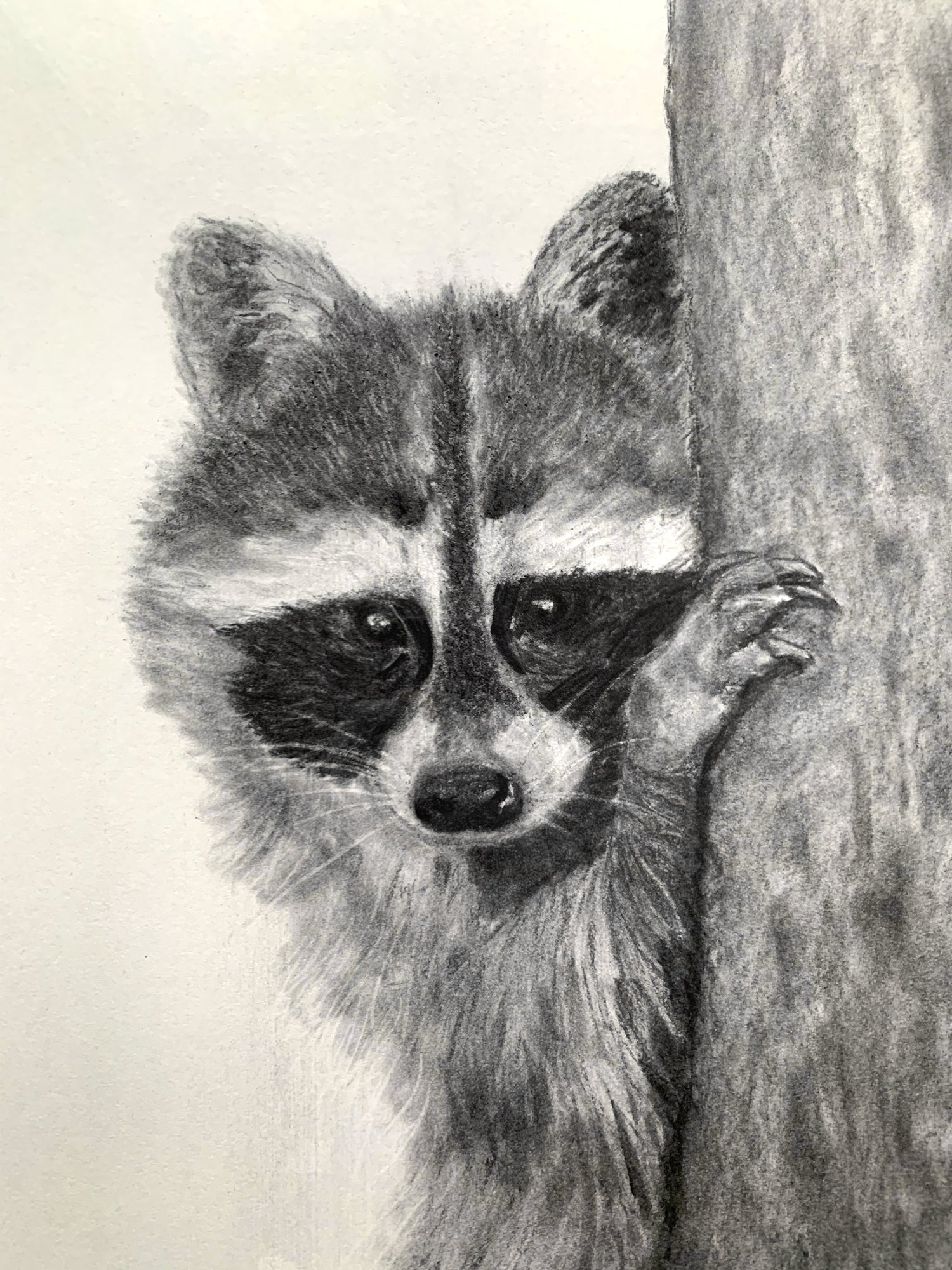 Copper Racoon