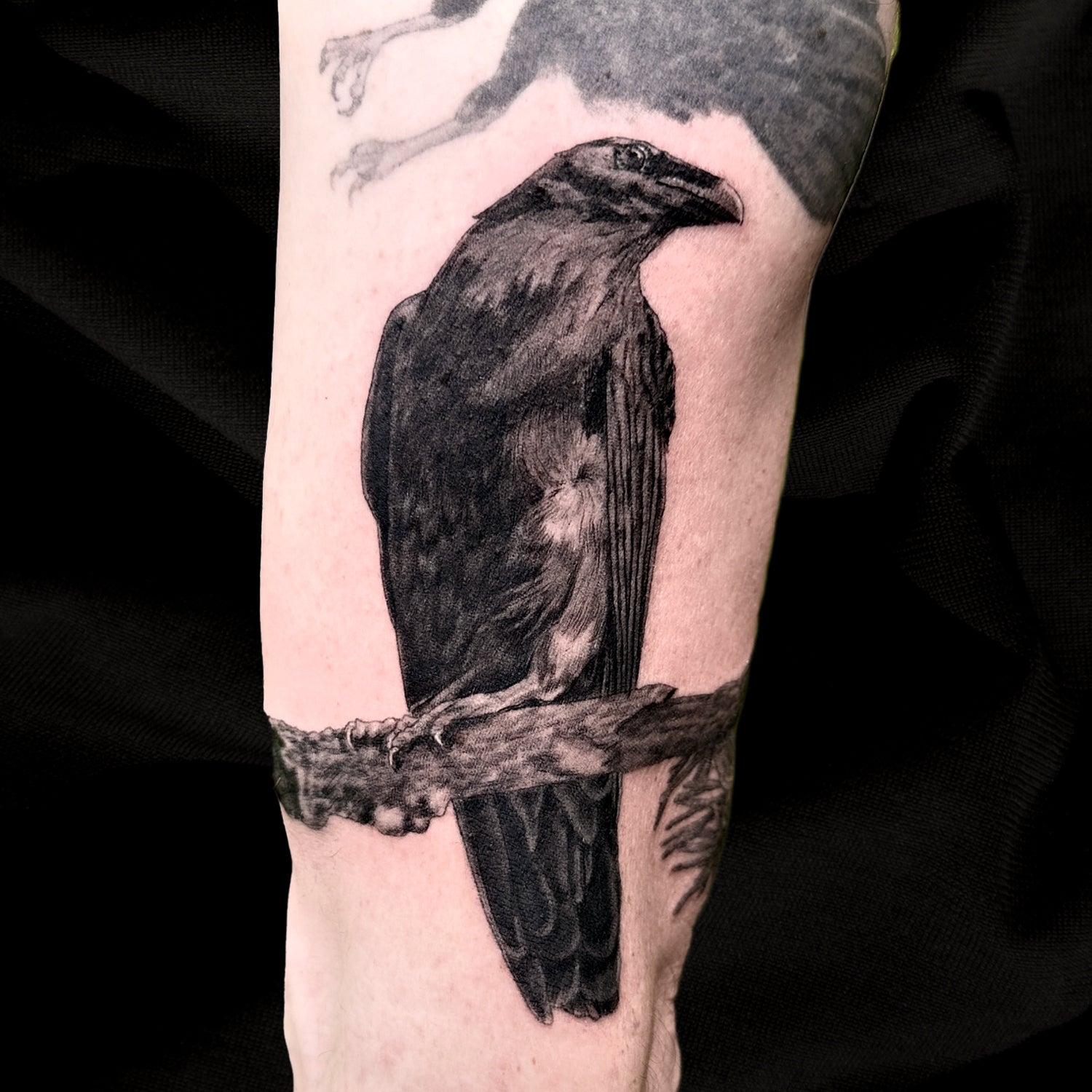 Raven tattoo realism by Danny Schreiber