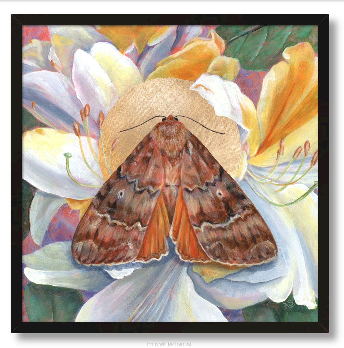 reveal moth framed canvas print