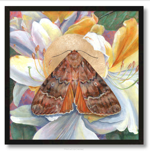 reveal moth framed canvas print