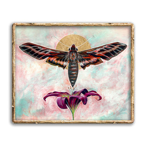 sphinx moth lily art print