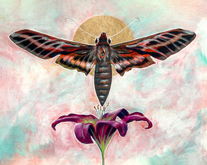 sphinx moth lily art print