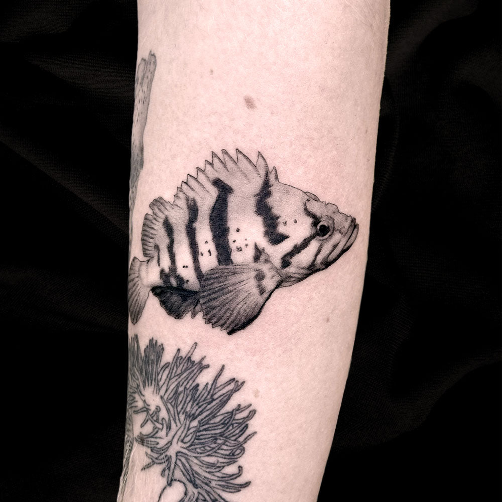 rockfish tattoo by Danny Schreiber