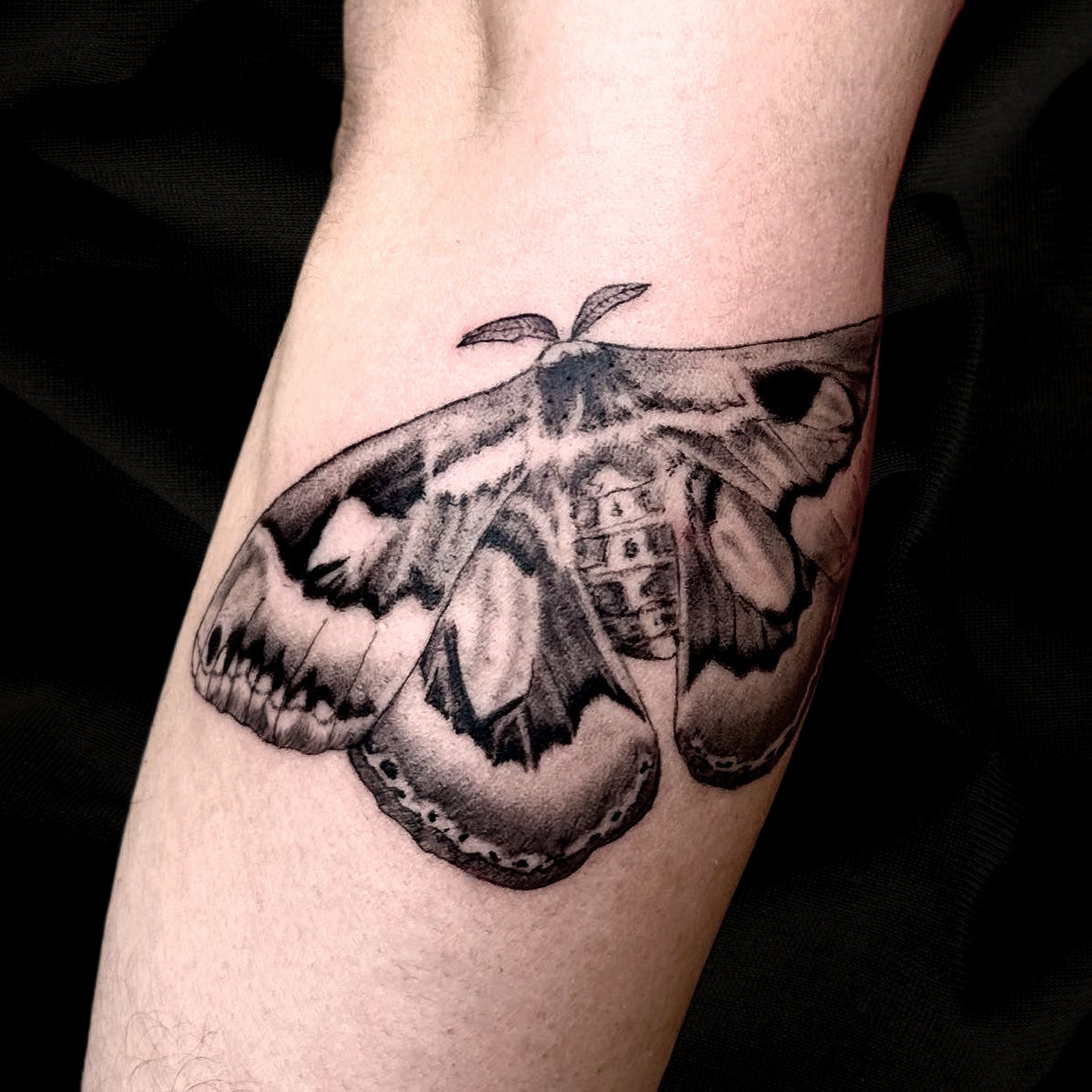 moth tattoo by Danny Schreiber