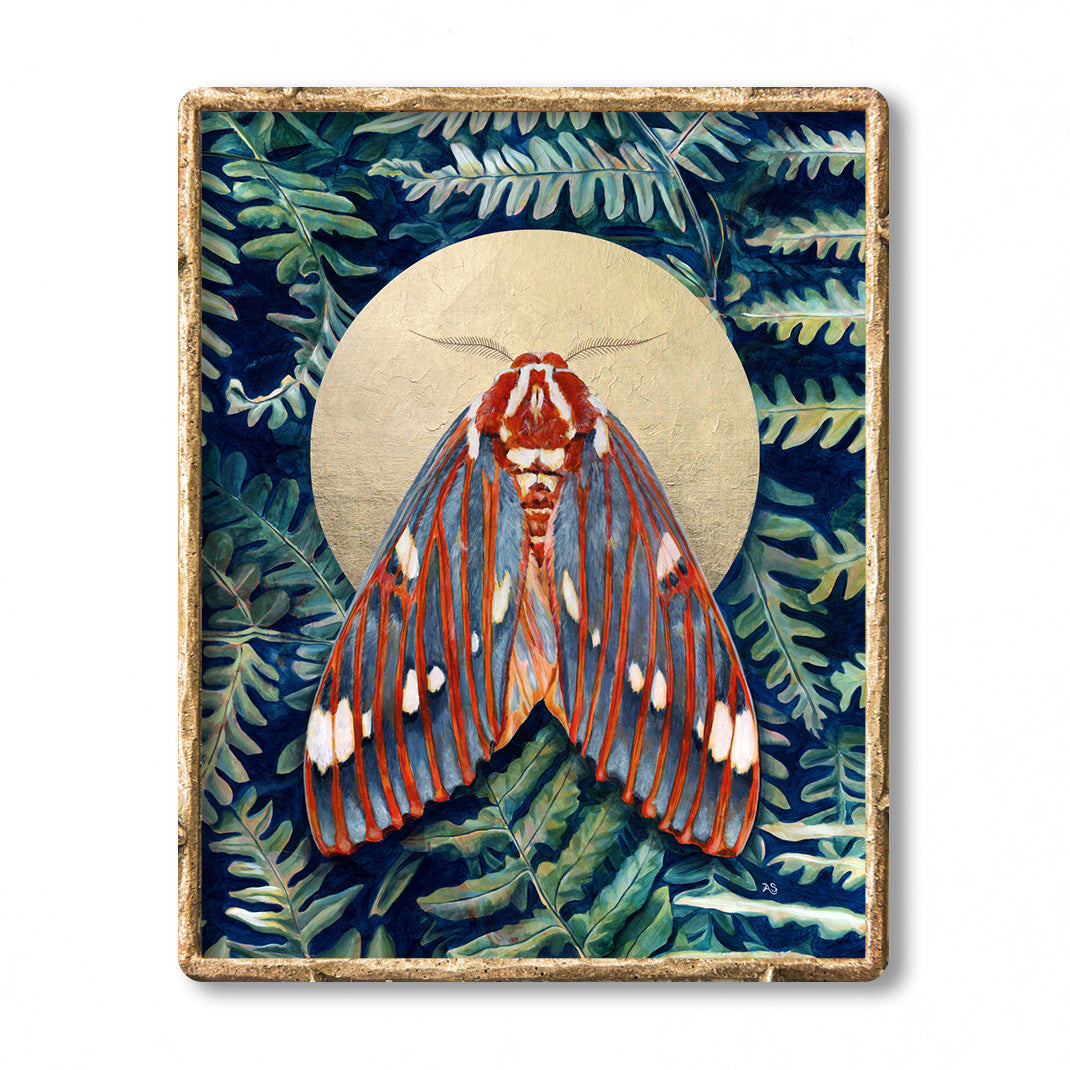 royal walnut moth art print