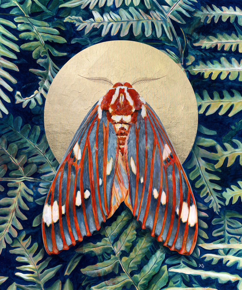 royal walnut moth art print