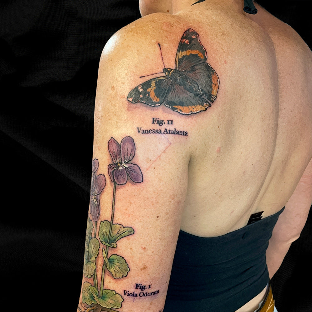 scientific illustration butterfly tattoo by Cass