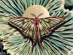 moon moth art print 3x4 crop