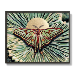 moon moth art print in black frame