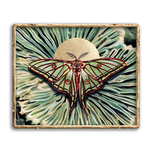 moon moth art print in gold frame