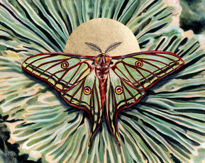 green moon moth art print 