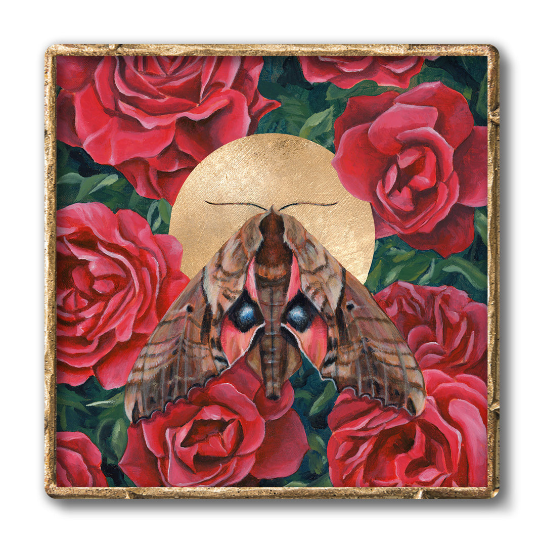 Moth Art | Butterfly Art | Insect Art Prints by Aimee Schreiber - The ...