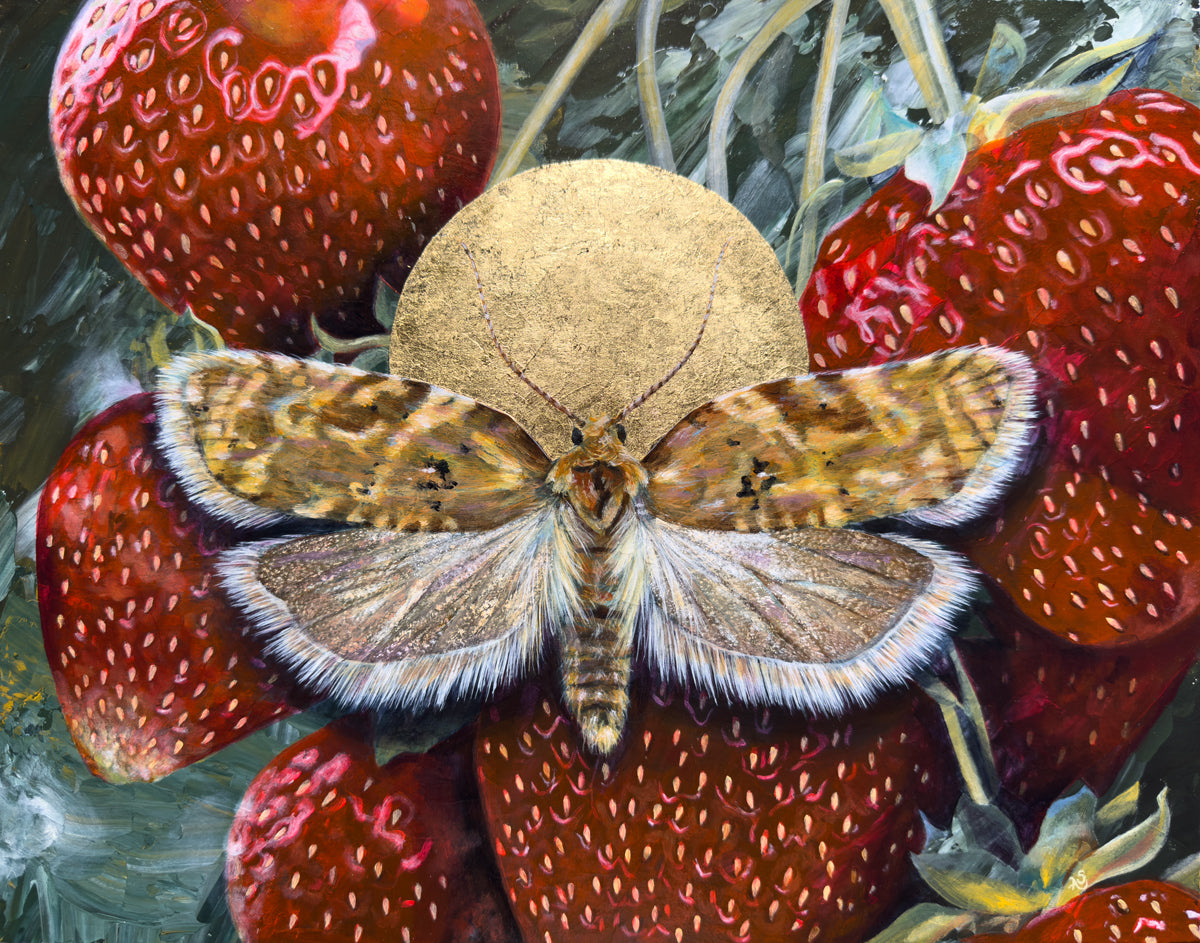 "Allow" Strawberry Tortrix Moth Painting