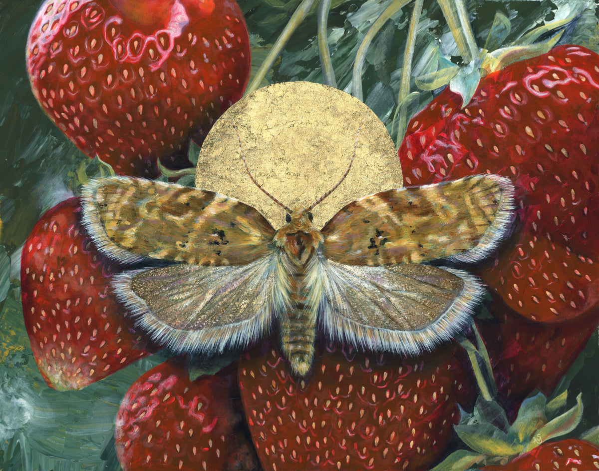 "Allow" Strawberry Tortrix Moth Art Print