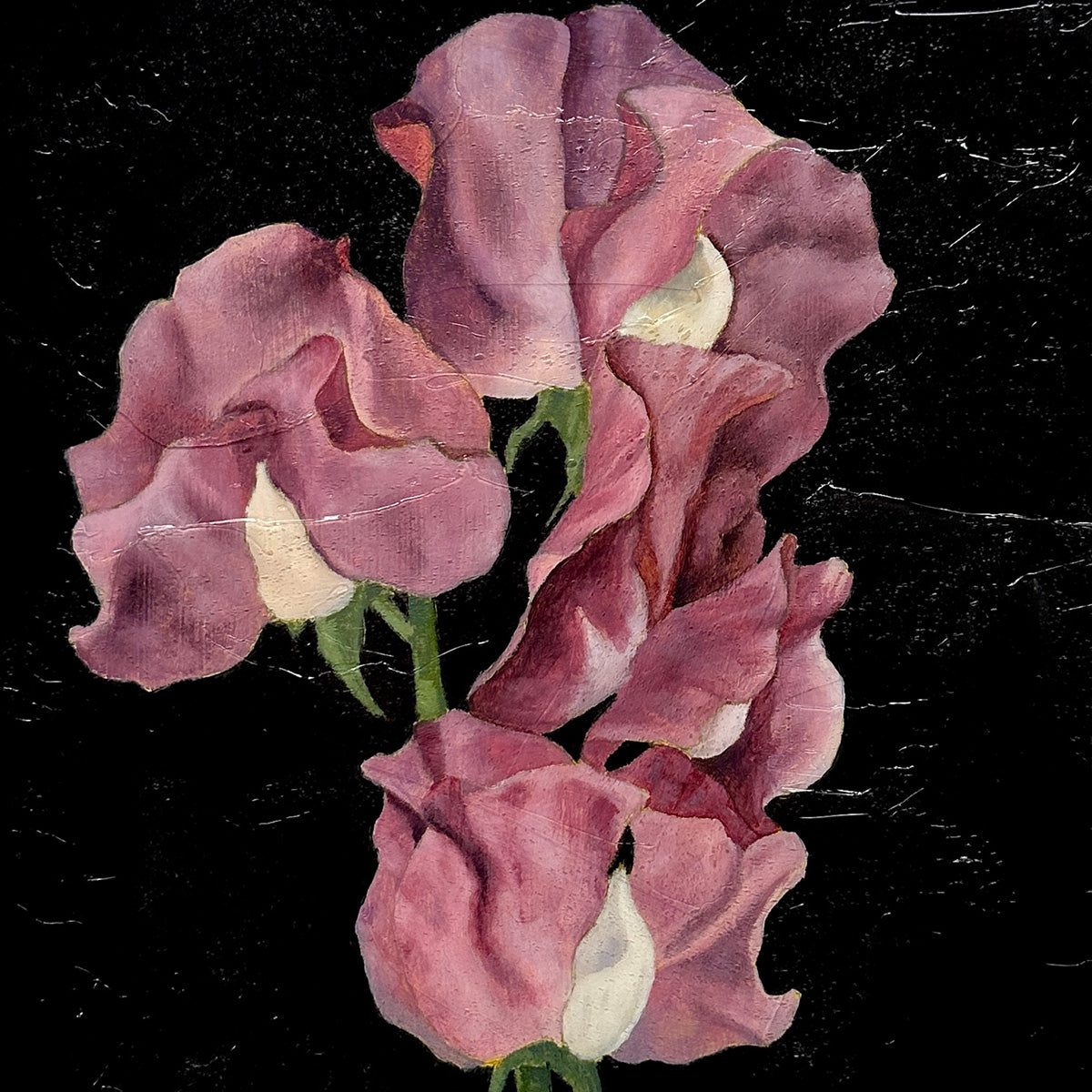 sweet pea flower painting texture detail