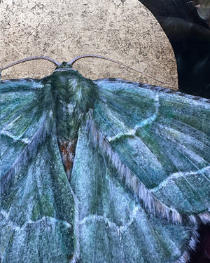 "To Nourish" Common Emerald Moth Painting