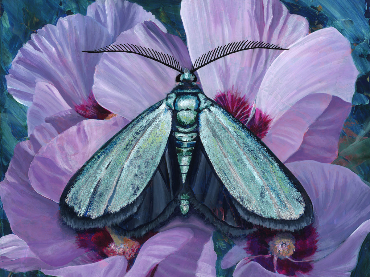 "Tranquility" Satin Forester Moth Art Print