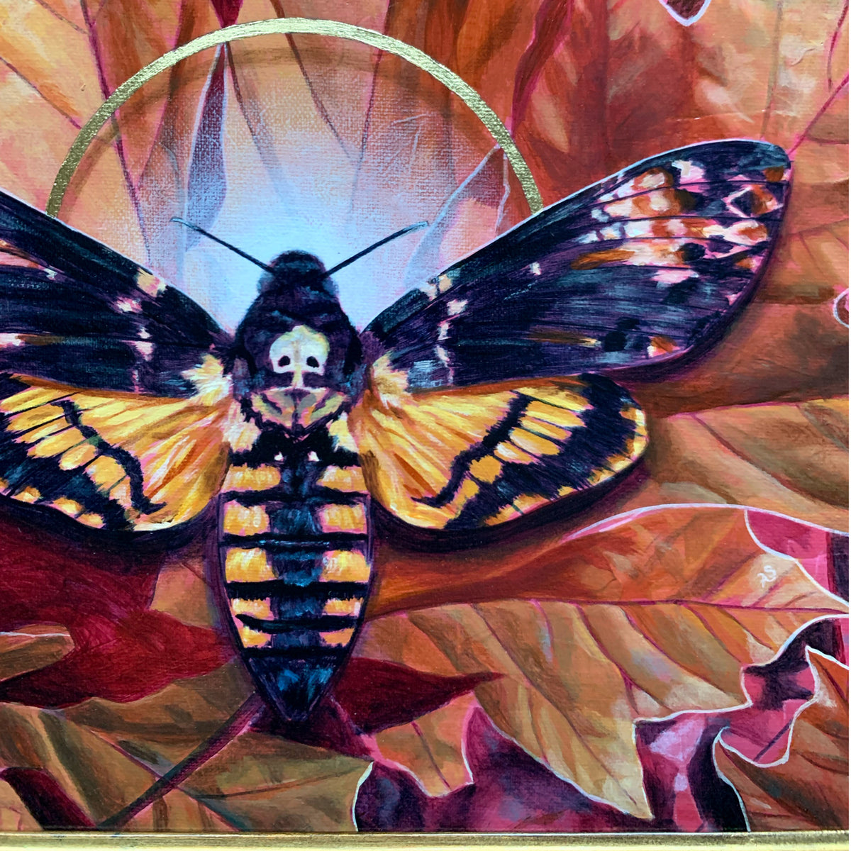 Transmutation death&#39;s head moth painting detail