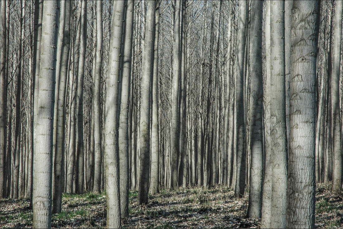 "Tree Farm" by Bob Haft