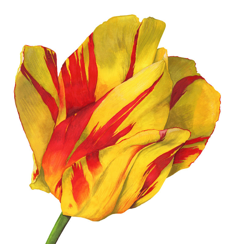 Tulip Watercolor Painting by Cass Brown