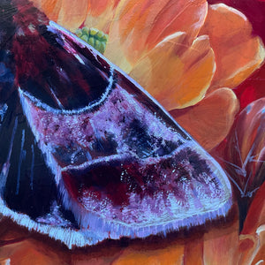 'Passion' arcigera flower moth orange cactus flower painting silver leaf