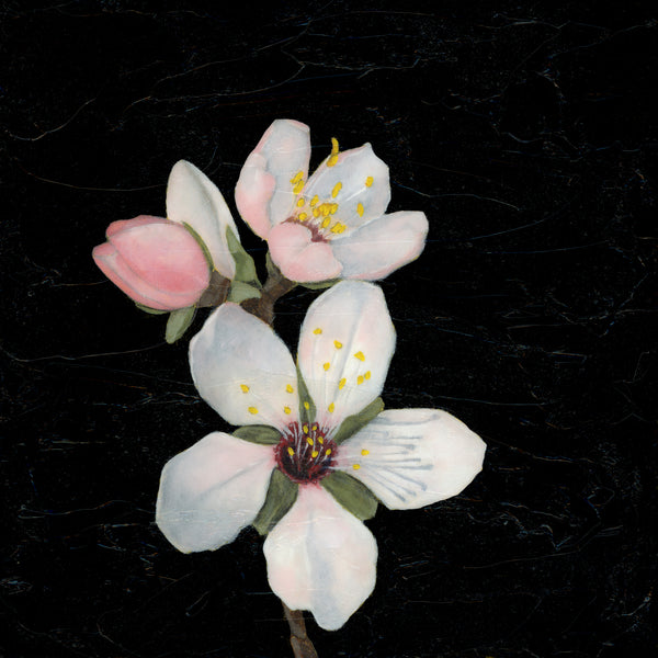 white-apple-blossom-art-