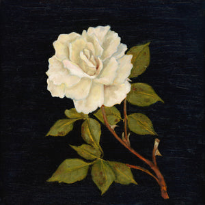 white rose art print