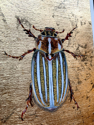 10-lined June beetle wood element painting gold leaf detail