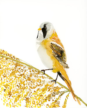 bearded reedling yellow bird watercolor art print