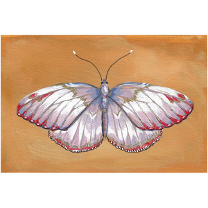 Lilac Butterfly Canvas Fine Art Print