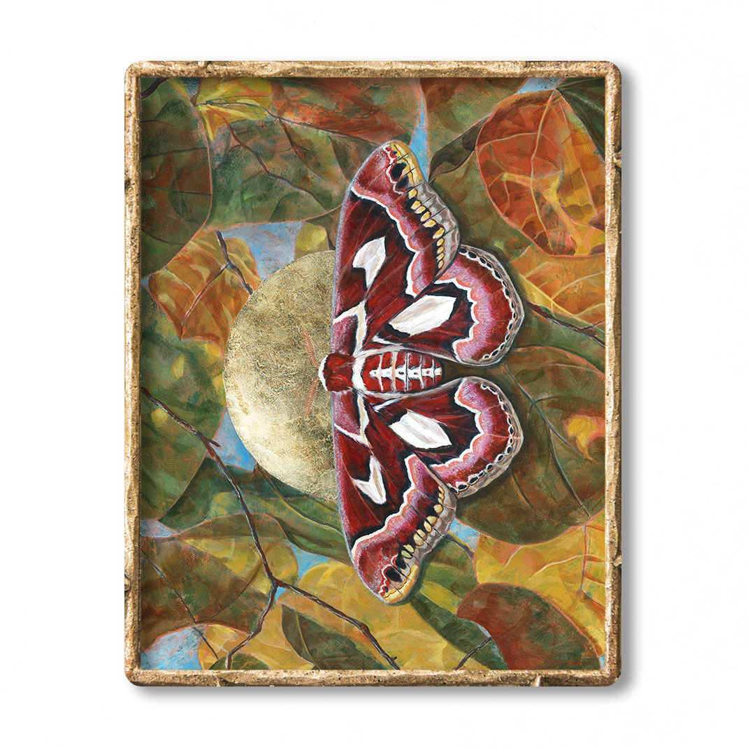 atlas moth art print in gold frame - atlas moth art for sale