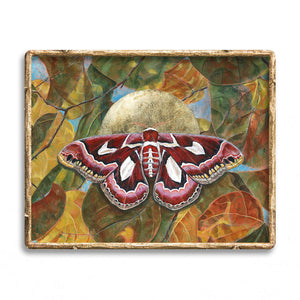 atlas moth art print in gold frame - atlas moth art for sale