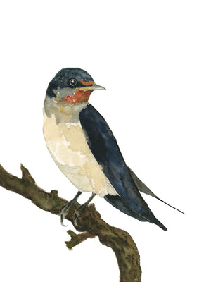 "Barn Swallow" Bird Art Print