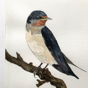 barn swallow watercolor bird painting detail