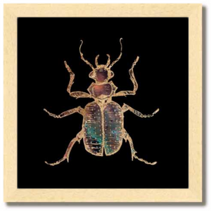 10 inch square Gold Foil Galactic Hunter Beetle Fine Art Print by Aimee Schreiber, galaxy gold leaf ink with natural maple wood frame