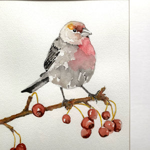 house finch with berries watercolor painting