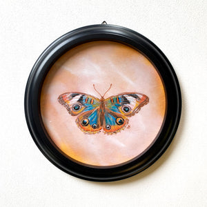 blue buckeye butterfly painting in round black frame