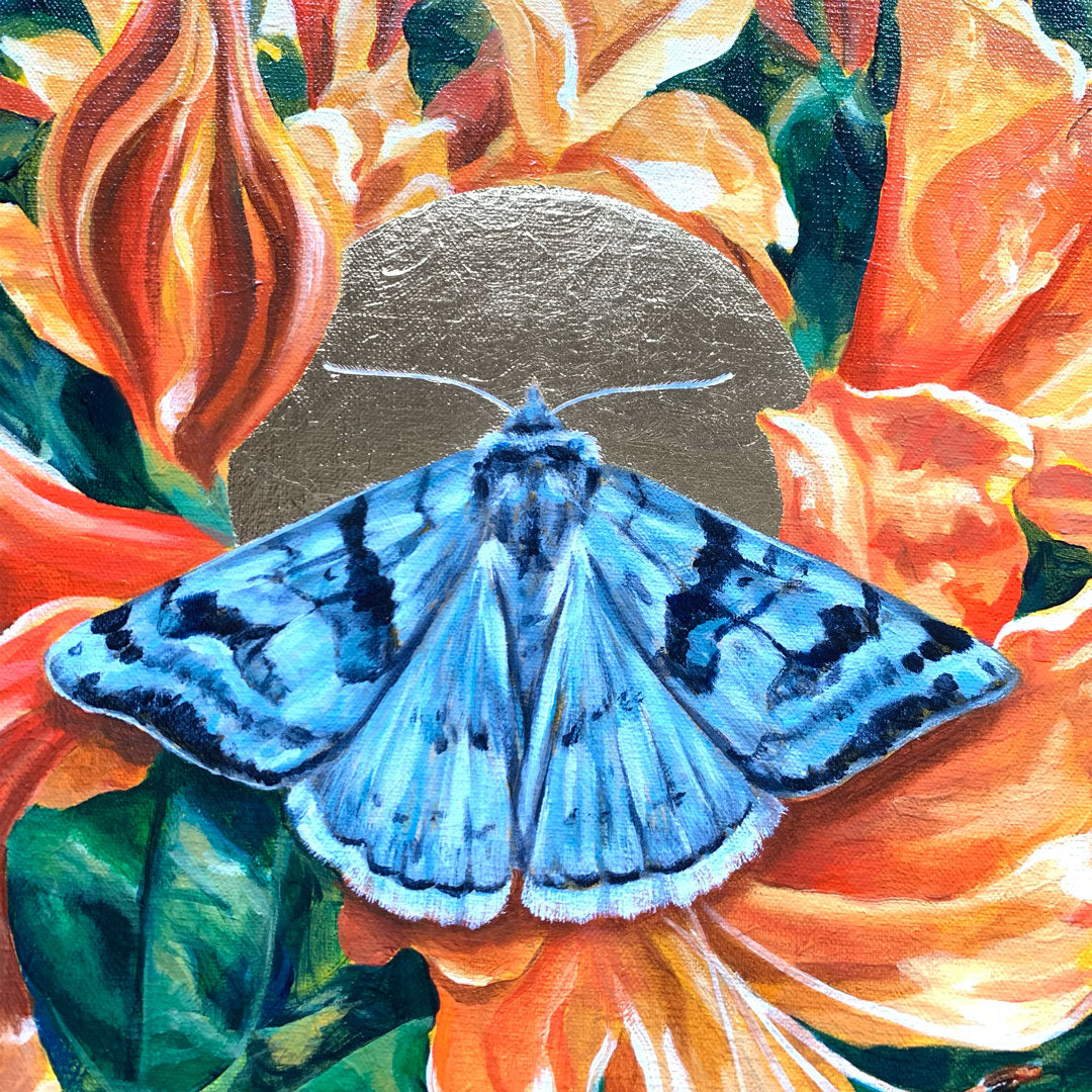 cerulean looper moth orange rhododendron painting