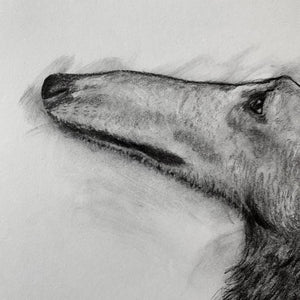 charcoal drawing borzoi dog face detail
