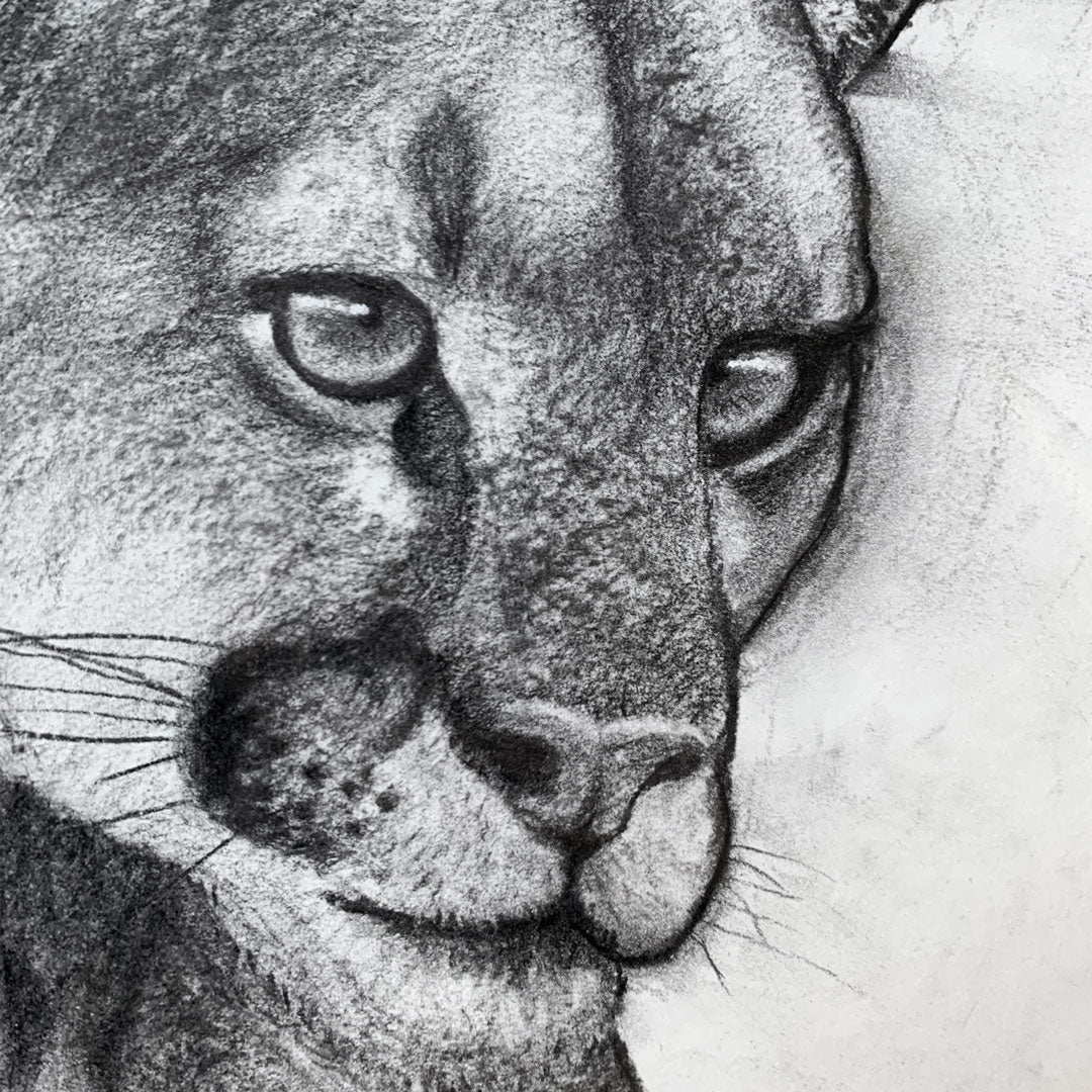 Providence Cougar Original Charcoal Drawing 18x24