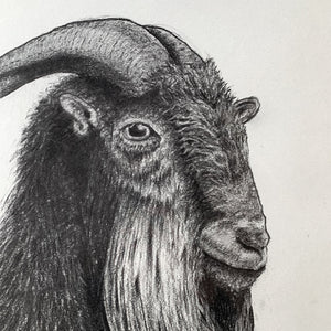 original charcoal drawing goat face detail