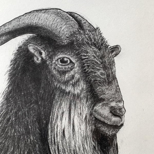 Benevolence Charcoal Goat Fine Art Print