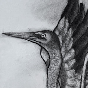 charcoal drawing heron face detail