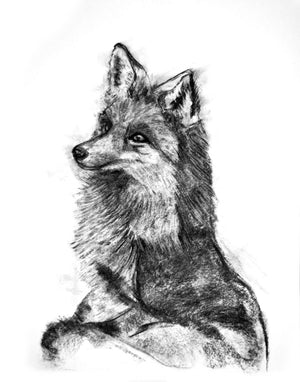 charcoal drawing fox fine art print